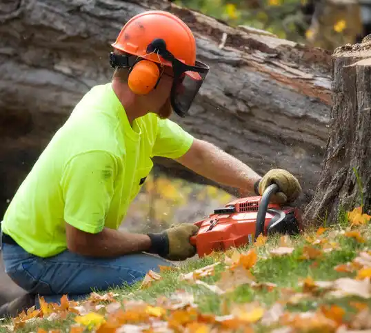 tree services Somerset